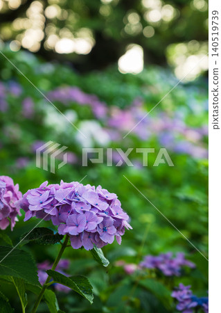 Hydrangeas in full bloom at Gongendo Park Hydrangeas in full bloom at Gongendo Park 140519739