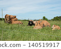 Group of red cows and calves resting on a green prairie. Asturias 140519917