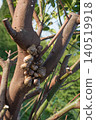 Big group of snails on a tree trunk 140519918