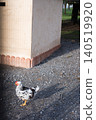 Pita pinta hen at Ballina park, Villaviciosa, Asturias 140519920