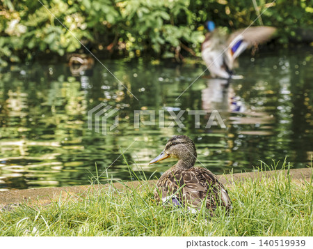 Female Mallard Duck Resting on Grass Beside a Reflective Park Pond Female Mallard Duck Resting on Grass Beside a Reflective Park Pond 140519939