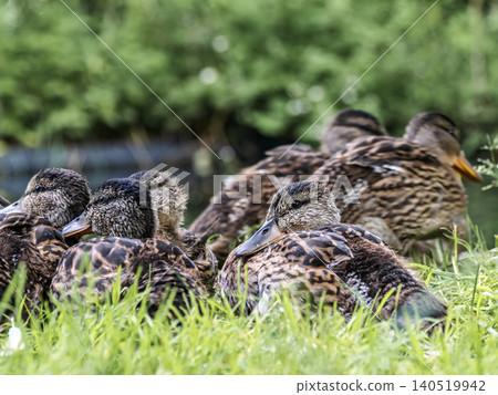 Group Of Mallard Ducklings Resting On Grass By A Pond In Natural Wildlife Setting Group Of Mallard Ducklings Resting On Grass By A Pond In Natural Wildlife Setting 140519942