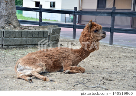 Dressing of alpaca 140519960