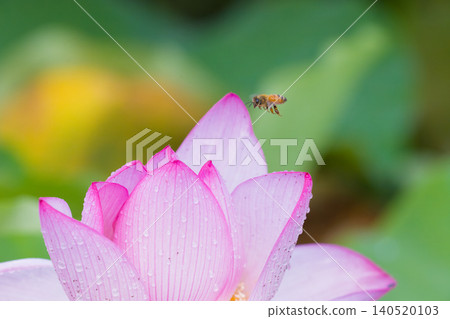 Lotus flowers and bees (Ishibutsu Park, Usuki City, Oita Prefecture) Lotus flowers and bees (Ishibutsu Park, Usuki City, Oita Prefecture) 140520103
