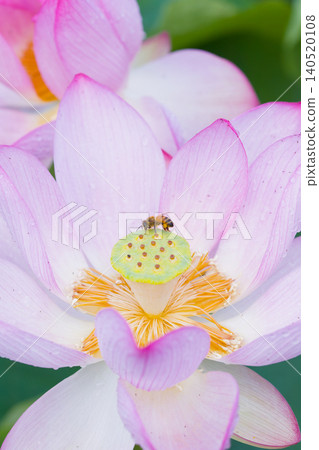 蓮花和蜜蜂(大分縣臼杵市石佛公園) 蓮花和蜜蜂(大分縣臼杵市石佛公園) 140520108