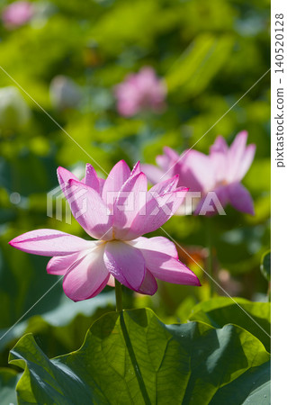 Lotus flower (Ishibutsu Park, Usuki City, Oita Prefecture) Lotus flower (Ishibutsu Park, Usuki City, Oita Prefecture) 140520128