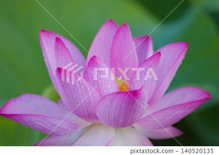 Lotus flower (Ishibutsu Park, Usuki City, Oita Prefecture) Lotus flower (Ishibutsu Park, Usuki City, Oita Prefecture) 140520135