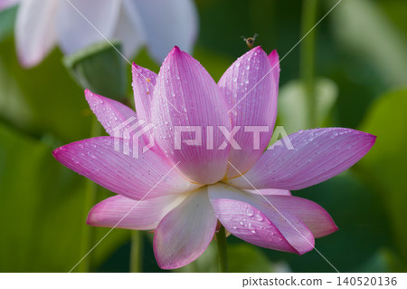 Lotus flower (Ishibutsu Park, Usuki City, Oita Prefecture) Lotus flower (Ishibutsu Park, Usuki City, Oita Prefecture) 140520136