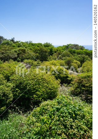 Mountain forest in the season of fresh green leaves Mountain forest in the season of fresh green leaves 140520162