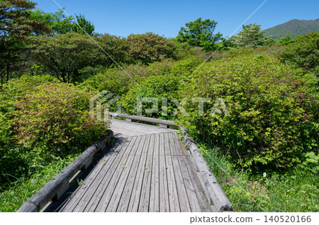 Tree road in fresh green Tree road in fresh green 140520166