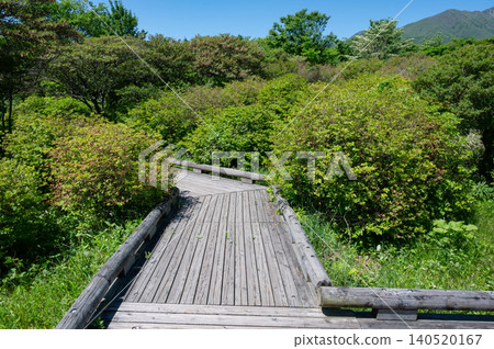 Tree road in fresh green Tree road in fresh green 140520167