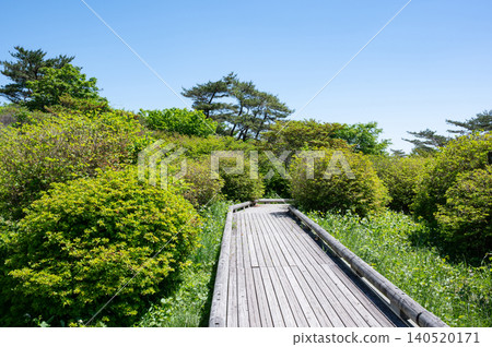 Tree road in fresh green Tree road in fresh green 140520171