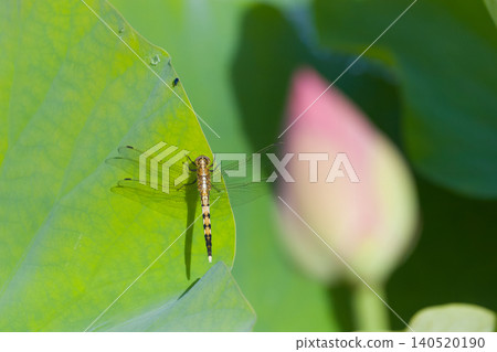 Lotus and dragonflies (Stone Buddha Park, Usuki City, Oita Prefecture) Lotus and dragonflies (Stone Buddha Park, Usuki City, Oita Prefecture) 140520190