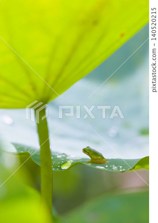 A lotus leaf and a frog (Ishibutsu Park, Usuki City, Oita Prefecture) A lotus leaf and a frog (Ishibutsu Park, Usuki City, Oita Prefecture) 140520215