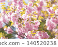 The double-flowered cherry blossoms of spring bloom alongside the yellowish-green new leaves, creating a scene of flowers in full bloom under the soft sunlight. 140520238
