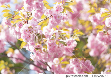 The double-flowered cherry blossoms of spring bloom alongside the yellowish-green new leaves, creating a scene of flowers in full bloom under the soft sunlight. The double-flowered cherry blossoms of spring bloom alongside the yellowish-green new leaves, creating a scene of flowers in full bloom under the soft sunlight. 140520238