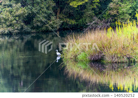 A white heron standing by a pond in autumn. 140520252