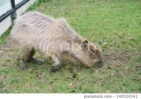 Capybara to eat grass Capybara to eat grass 140520341