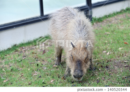 Capybara to eat grass Capybara to eat grass 140520344
