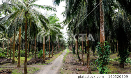 Palm oil plantation showing rows of tropical trees Palm oil plantation showing rows of tropical trees 140520509