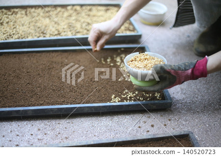 A woman sowing rice seeds A woman sowing rice seeds 140520723