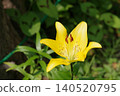 Yellow lily 140520795