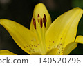 Yellow lily flowers 140520796