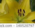 Yellow lily flowers 140520797
