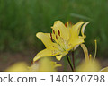 Yellow lily 140520798