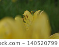 Yellow lily 140520799
