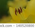 Yellow lily flowers 140520800