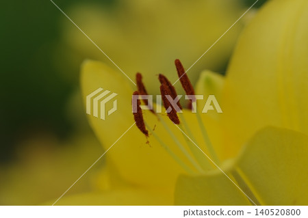 Yellow lily flowers Yellow lily flowers 140520800
