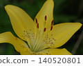Yellow lily flowers 140520801