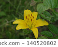 Yellow lily 140520802