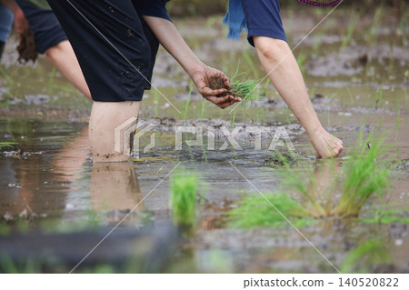A woman planting rice A woman planting rice 140520822
