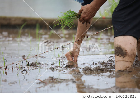 A woman planting rice A woman planting rice 140520823
