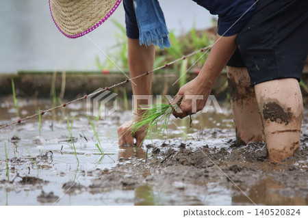 一個女人種植水稻 一個女人種植水稻 140520824