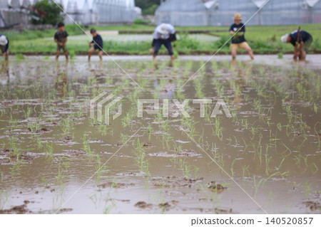 如何種植水稻 如何種植水稻 140520857