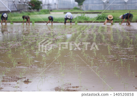 如何種植水稻 如何種植水稻 140520858