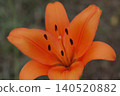Red lily flower 140520882