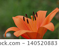 Red lily flower 140520883