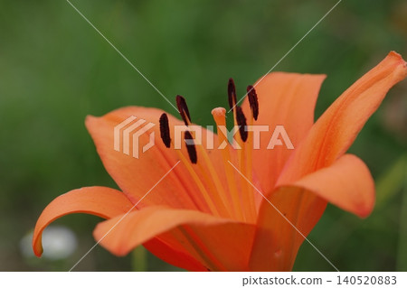 Red lily flower Red lily flower 140520883