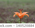 Lilies blooming in Satoyama 140520884