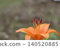 Beautiful lily flower 140520885