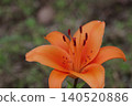 Beautiful lily flower 140520886