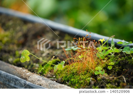 Plants in a strawberry greenhouse Plants in a strawberry greenhouse 140520906