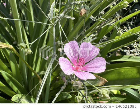Palm-leaf marshmallow or hemp-leaved hollyhock (Althaea cannabina) 140521085