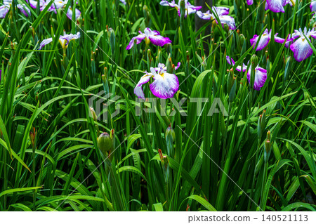 Irises in full bloom at the Iris Pond in Nara Prefectural Mami Hills Park. Close-up of the white flowers (Hatsubeni) edged in reddish-purple. 140521113