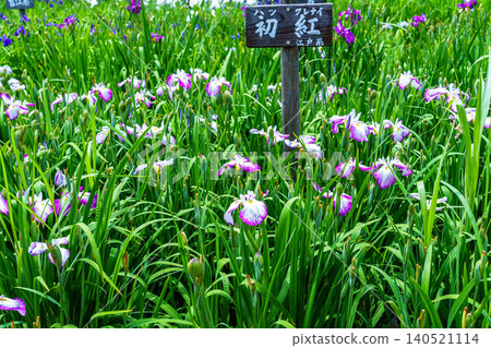 Irises in full bloom at the Iris Pond in Nara Prefectural Mami Hills Park. White flowers (Hatsubeni) edged in reddish-purple. Wide-angle shot. Irises in full bloom at the Iris Pond in Nara Prefectural Mami Hills Park. White flowers (Hatsubeni) edged in reddish-purple. Wide-angle shot. 140521114