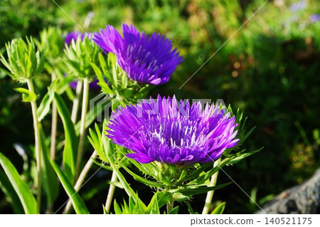 Blue Stokesia flowers that bloom in summer Blue Stokesia flowers that bloom in summer 140521175